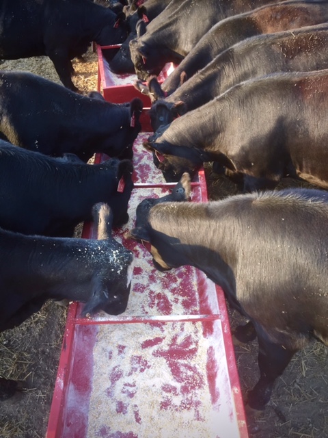 Pasture Feed Bunk